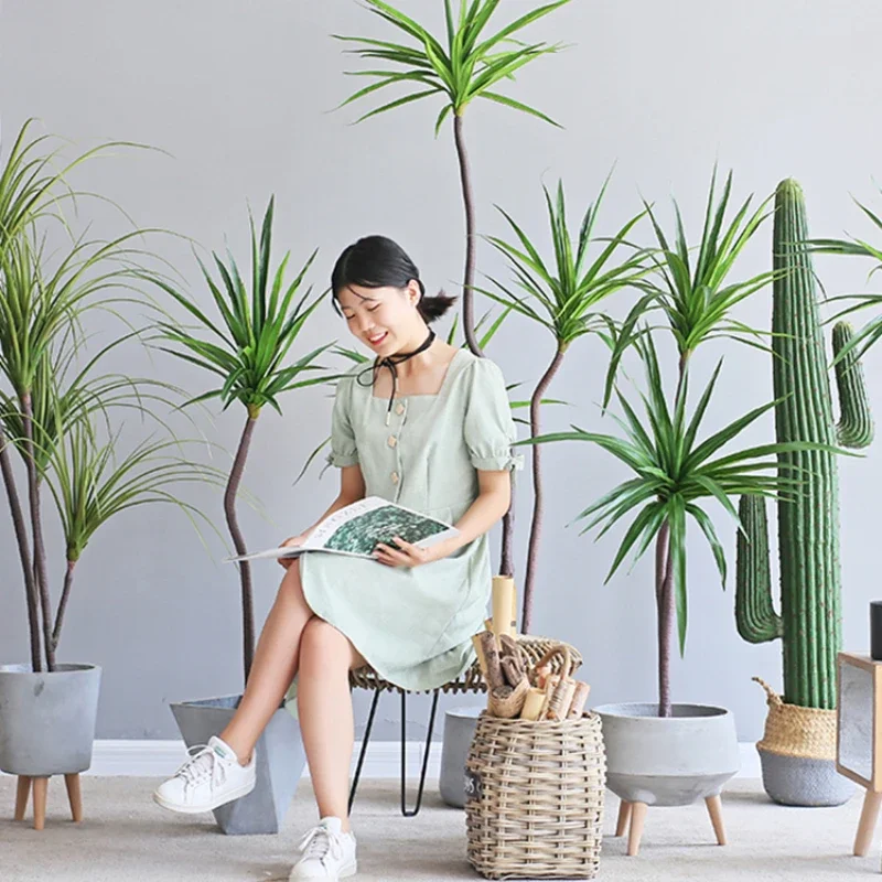 Dracaena Marginata - Simulationsanlage Dracaena Marginata Dracaena Sago Cycas