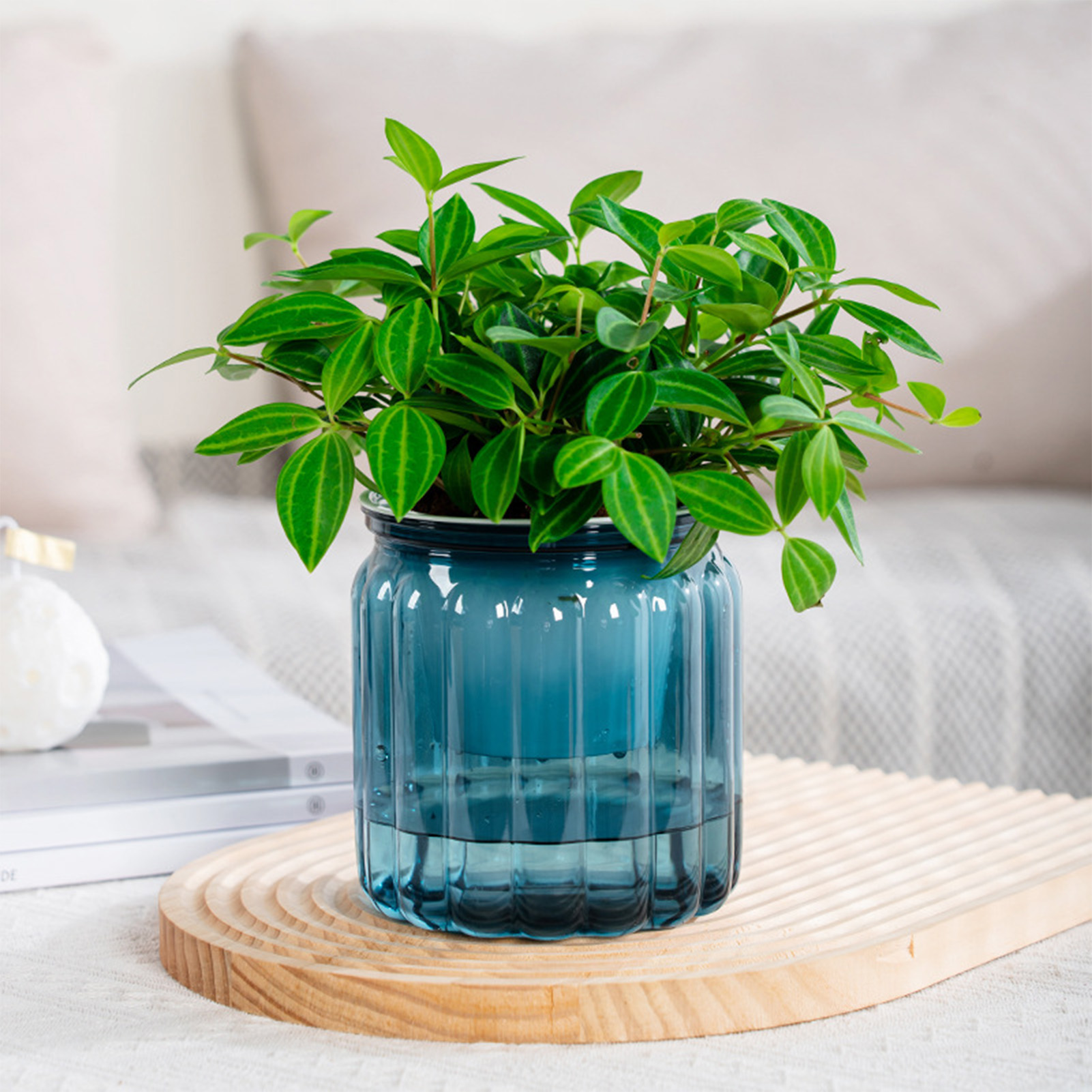 Aloe Vera Pot - Eleganter selbst bewässern der Pflanzer zartes