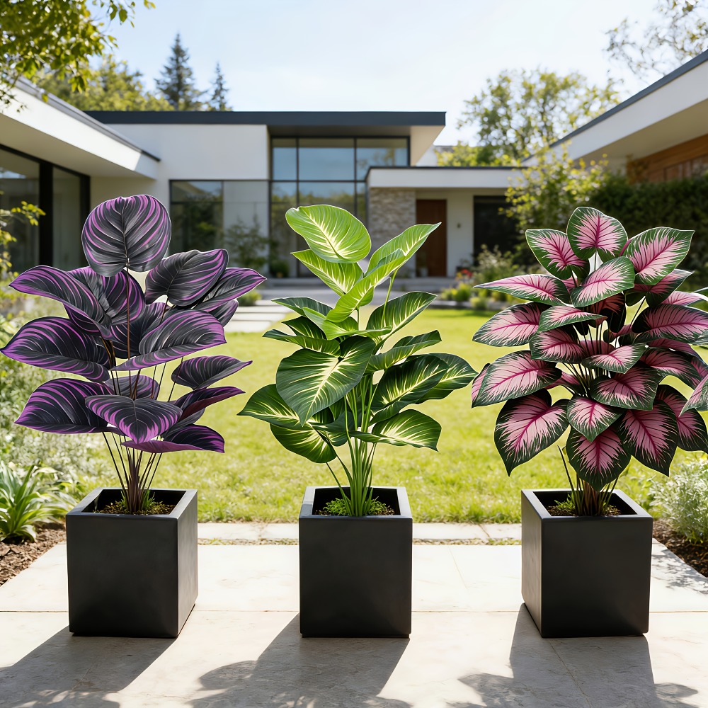 3-teiliges Set mit verschieden – Ficus Lyrata Tree Bewertung und Preis