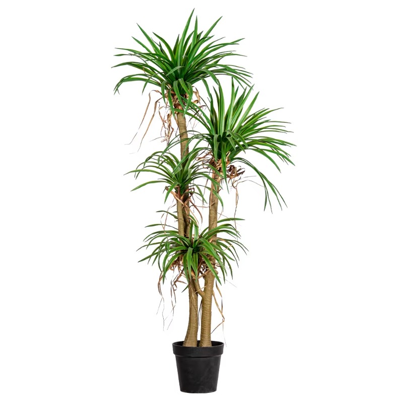 Innen-/Außen-Hausbaum, simulie – Dracaena Marginata Bewertung und Preis