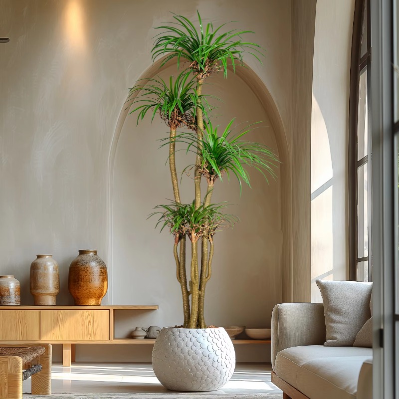 Innen-/Außen-Hausbaum, simulie – Dracaena Marginata Bewertung und Preis