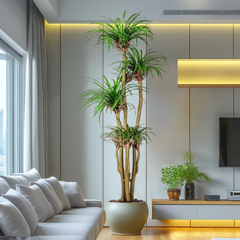 Innen-/Außen-Hausbaum, simulie – Dracaena Marginata Bewertung und Preis