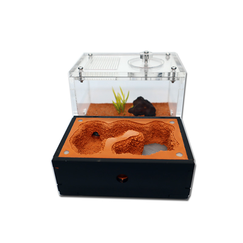 Gelber Ameisenfarm auf dem Bod – Begonia Rex Bewertung und Preis