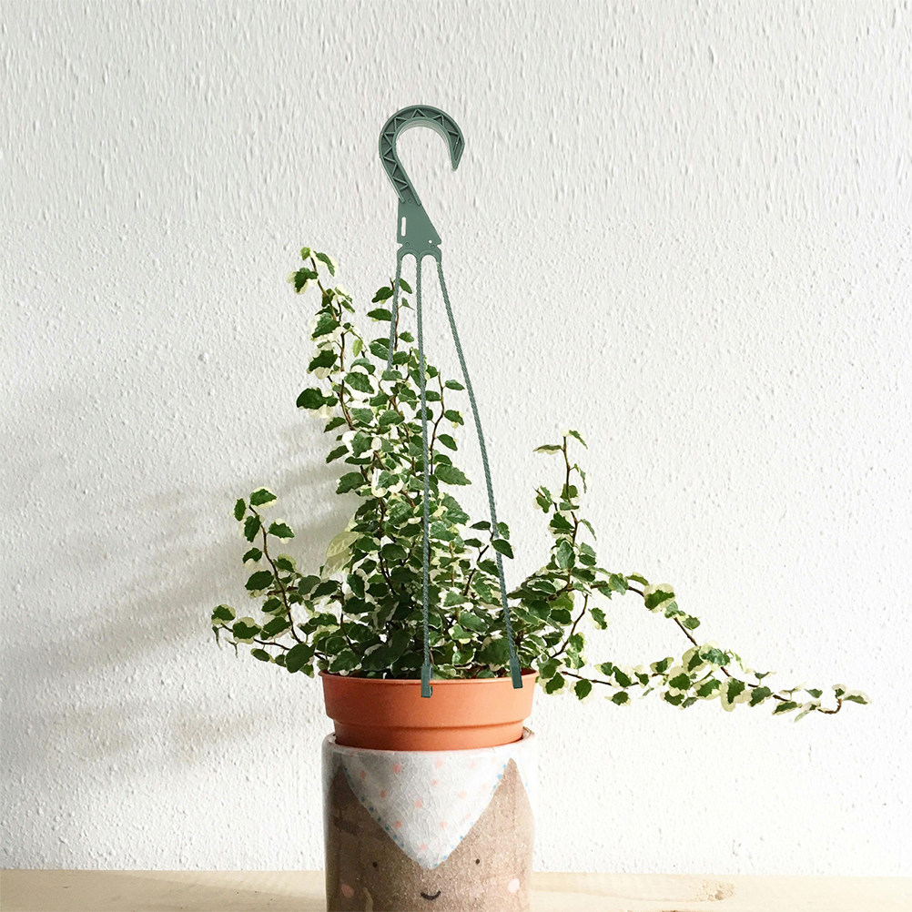 5-teiliges Set mit hängenden P – Spider Plant Hanging Bewertung und Preis