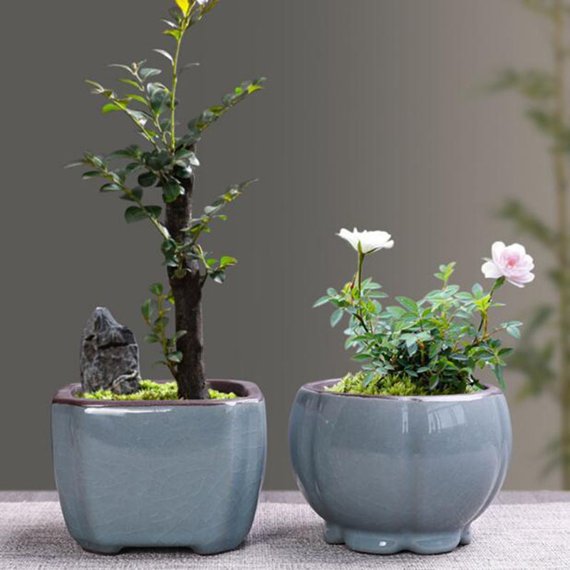 Retro Keramik Blume Topf Sparg – Echeveria Succulent Bewertung und Preis