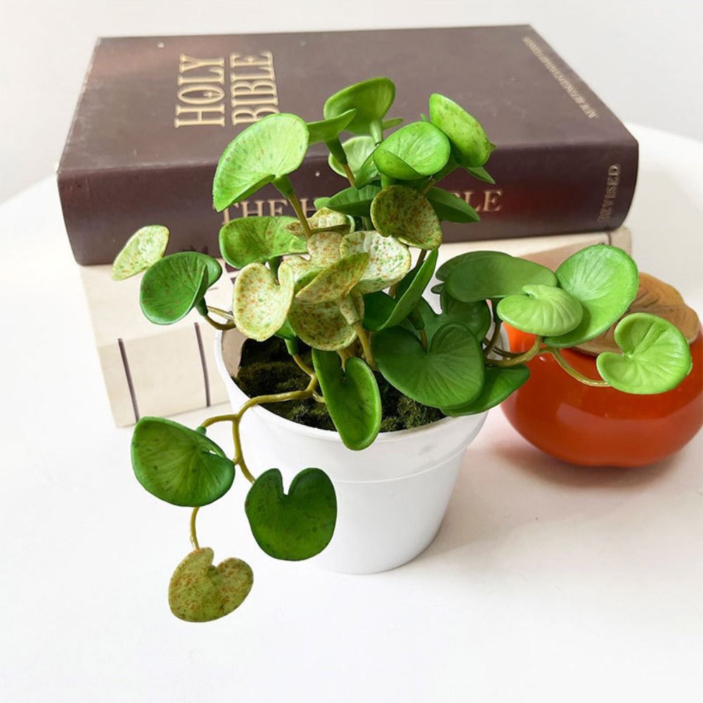 Weicher Kleber, künstliche Pfl – Echeveria Succulent Bewertung und Preis