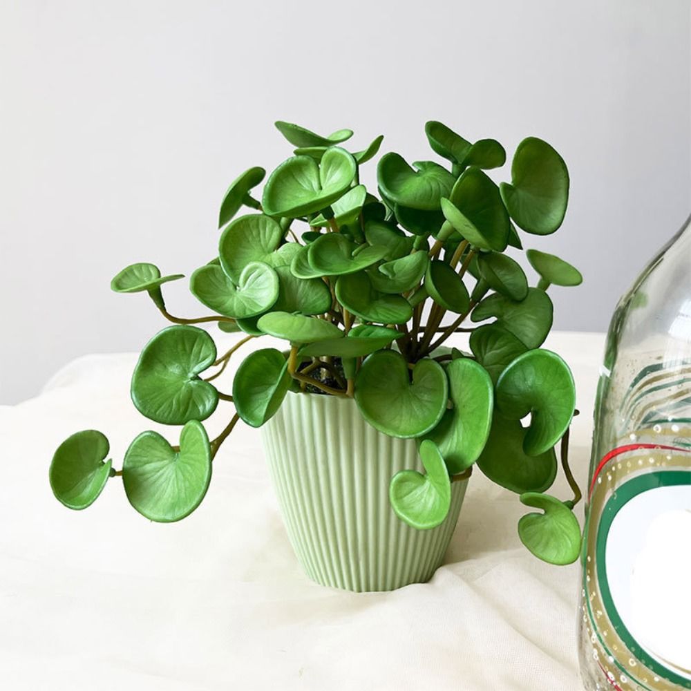 Weicher Kleber, künstliche Pfl – Echeveria Succulent Bewertung und Preis