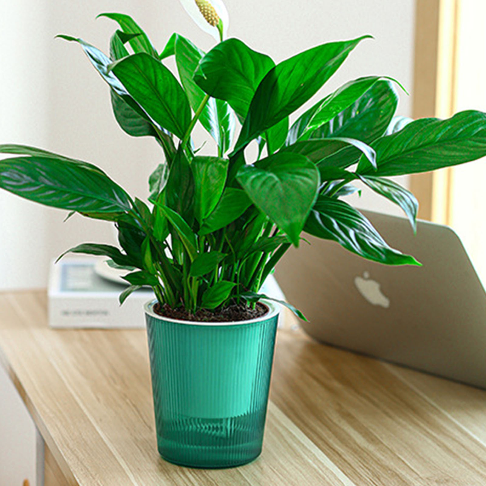 Sichtbarer Selbstbewässernder  – Aloe Vera Pot Bewertung und Preis