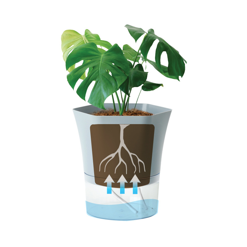 Transparente selbstbewässernde – Aloe Vera Pot Bewertung und Preis