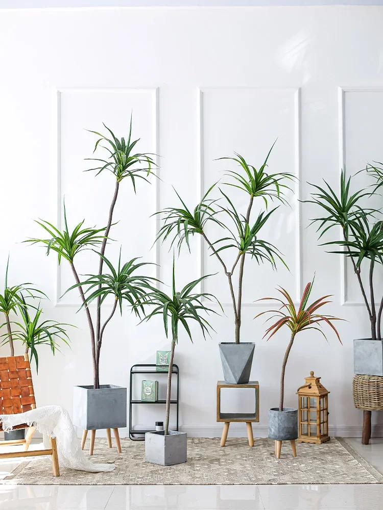 Simulationsanlage Dracaena Mar – Dracaena Marginata Bewertung und Preis