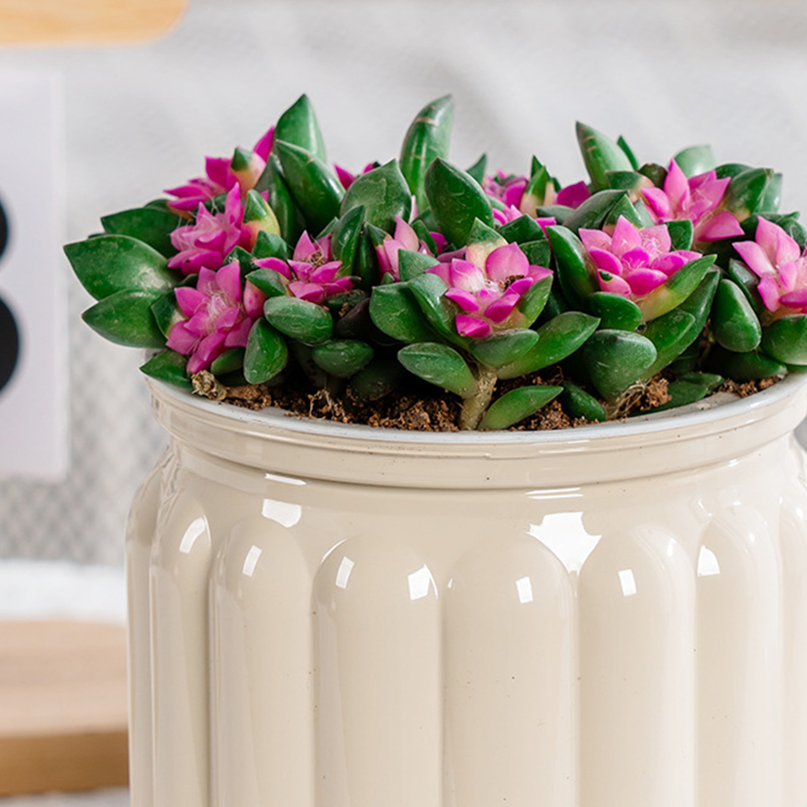 Eleganter selbst bewässern der – Aloe Vera Pot Bewertung und Preis