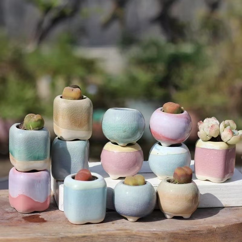 6Pcs Mini Blumentopf Sukkulent – Echeveria Succulent Bewertung und Preis